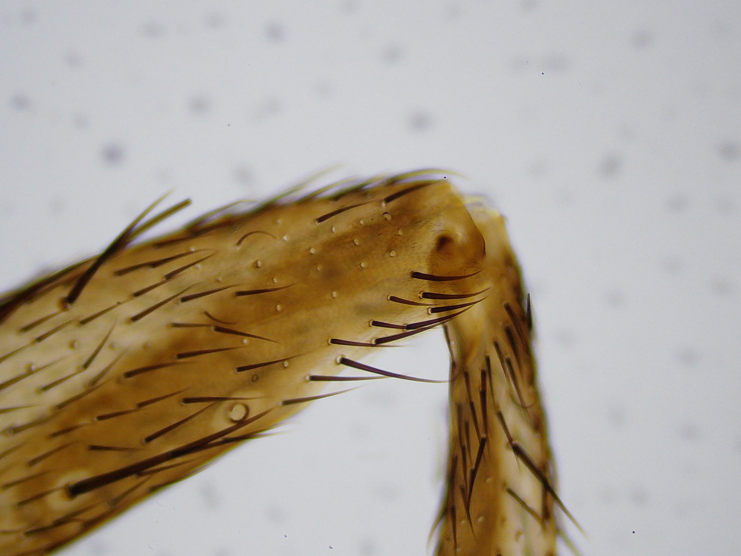 National Geographic 40X-1600X Microscopio LCD