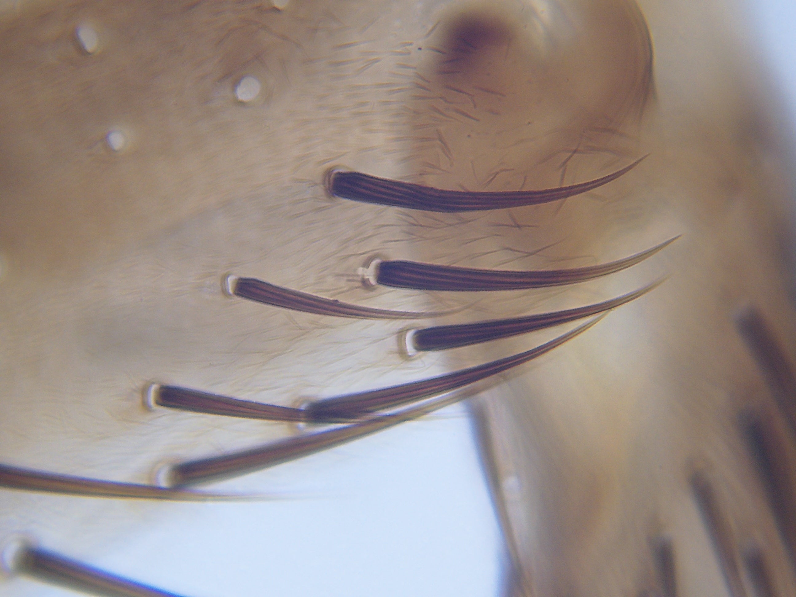 National Geographic 40X-1600X Microscopio LCD