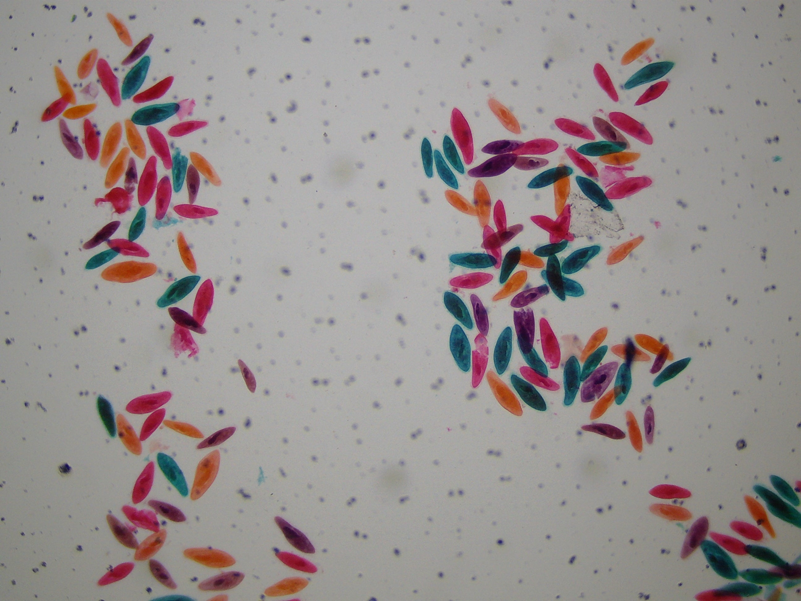 National Geographic 40X-1600X Microscopio LCD