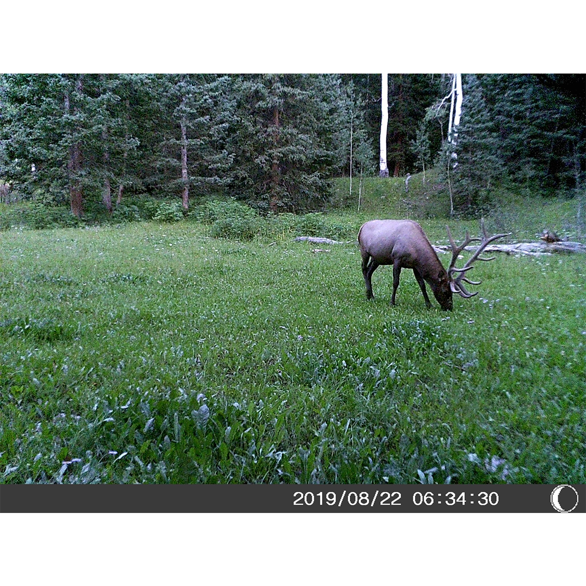 5 Megapixel Trail Camera (Time and Date Stamp) + 4GB Memory Card