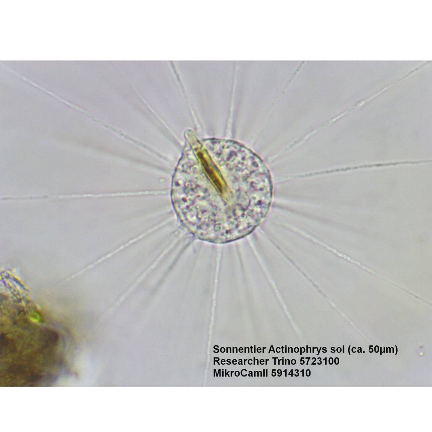 Bresser Trino Forscher II 40-1000X Mikroskop-57-23100