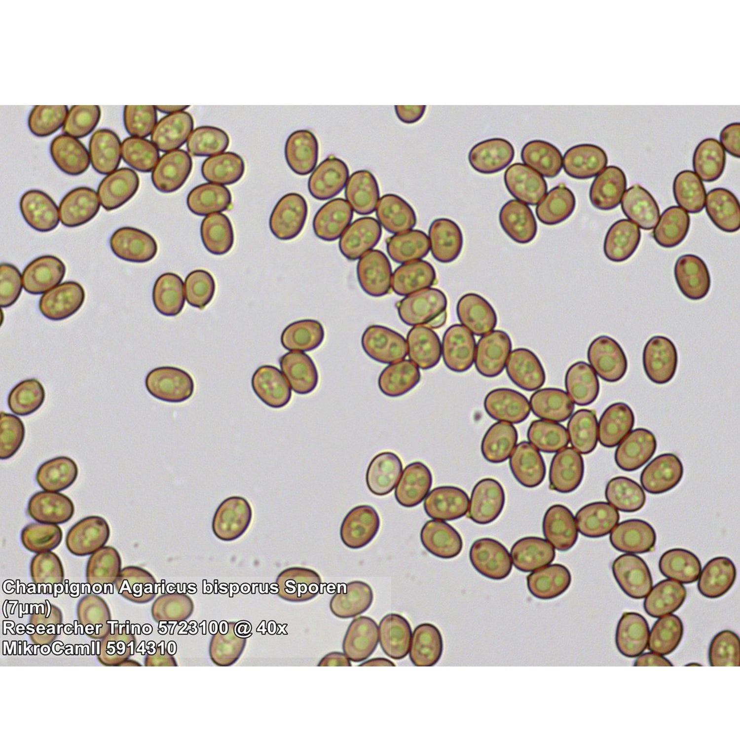 Bresser Trino Forscher II 40-1000X Mikroskop-57-23100