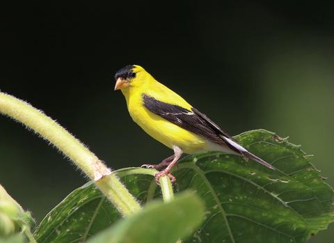 American Goldfinch (Spinus tristis)