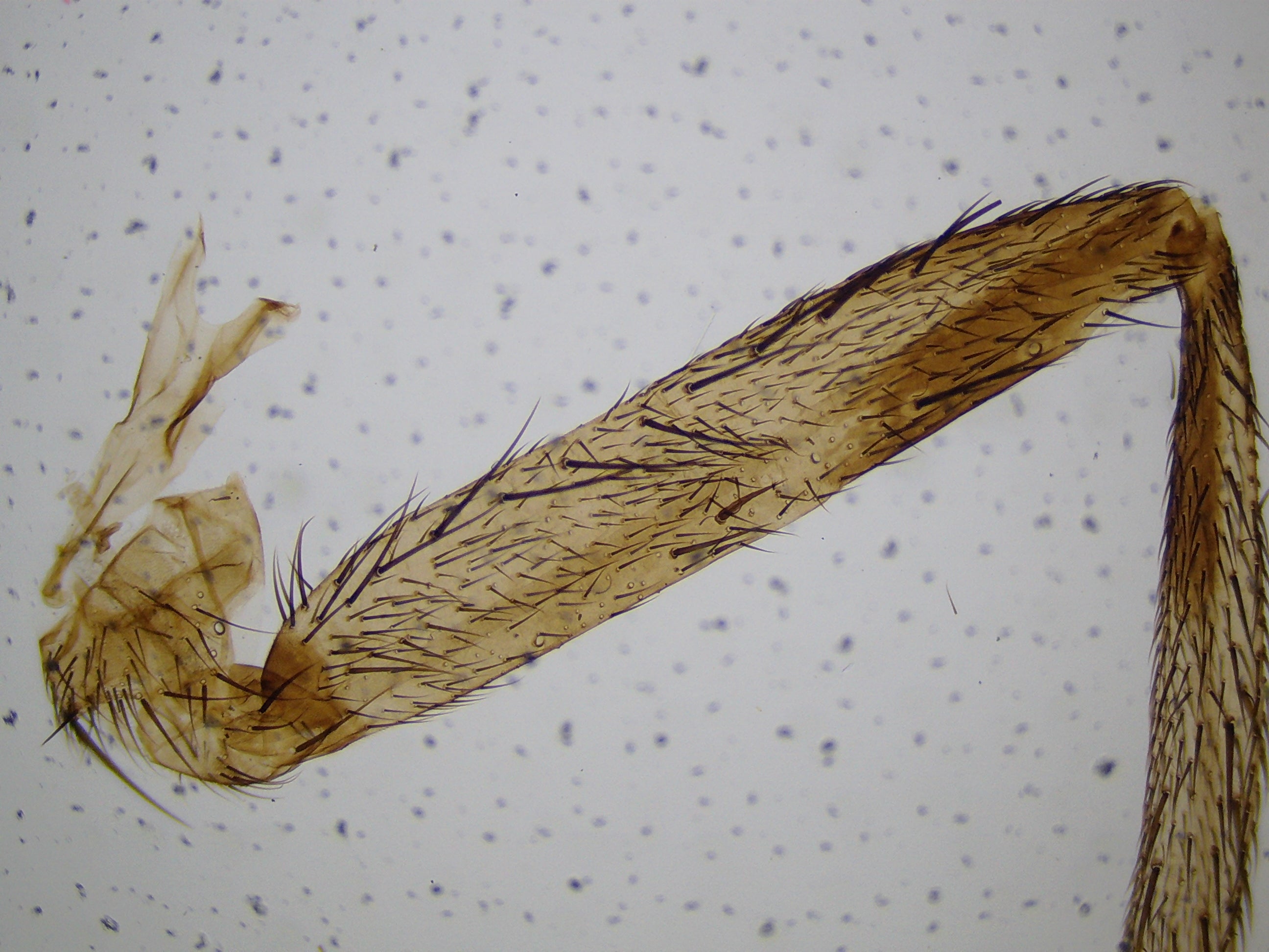 National Geographic 40X-1600X Microscopio LCD