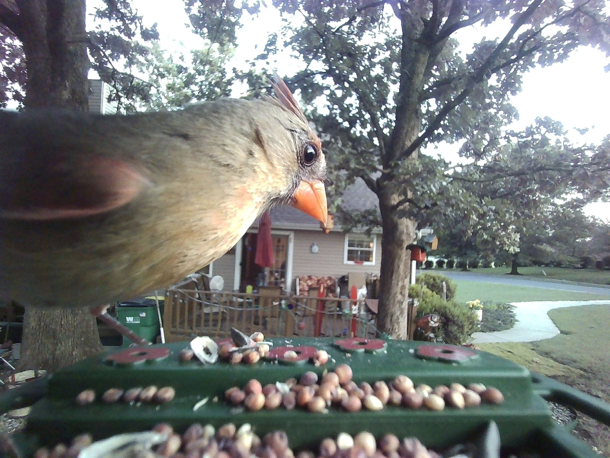 Bresser Bird Feeder Camera