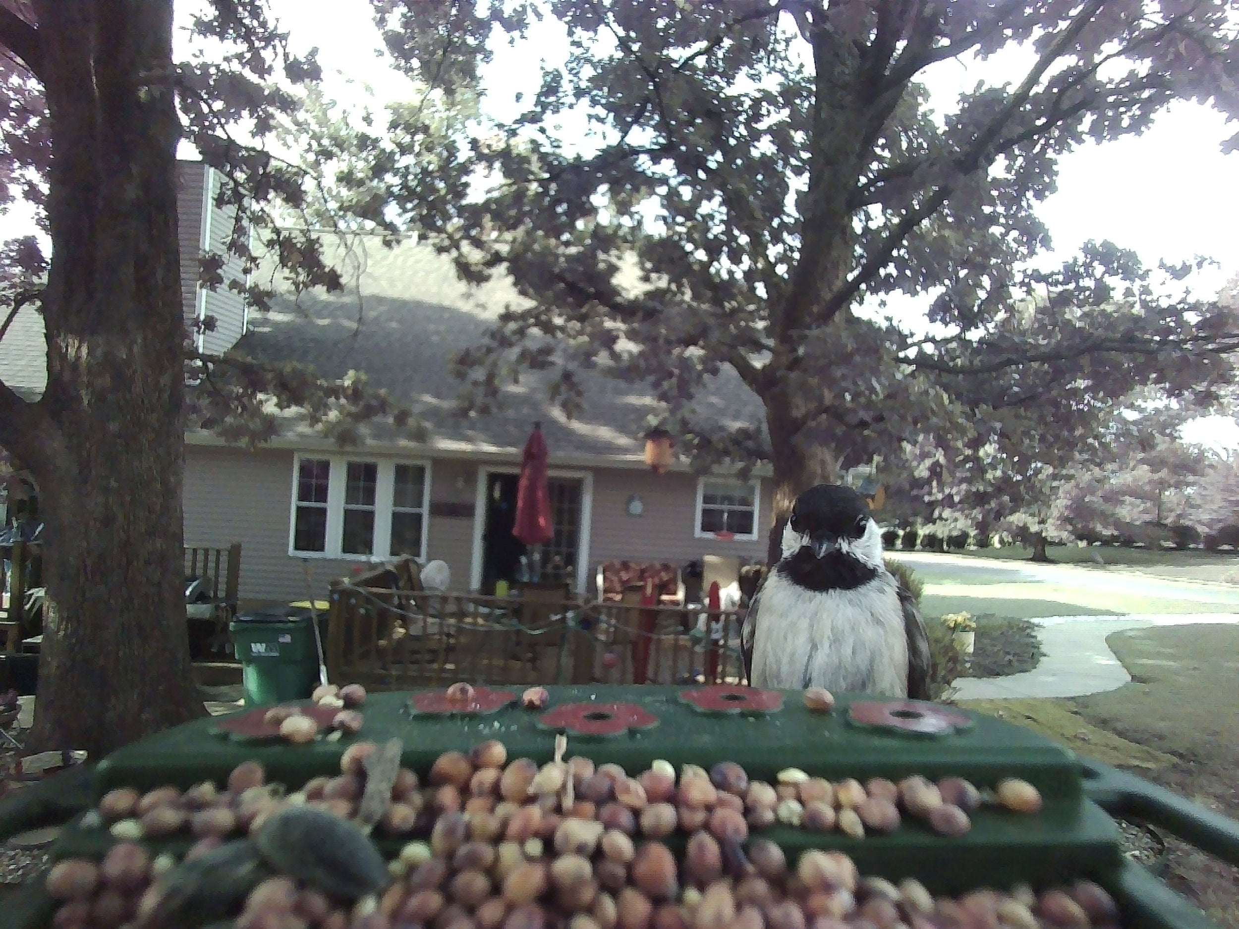 Bresser Bird Feeder Camera