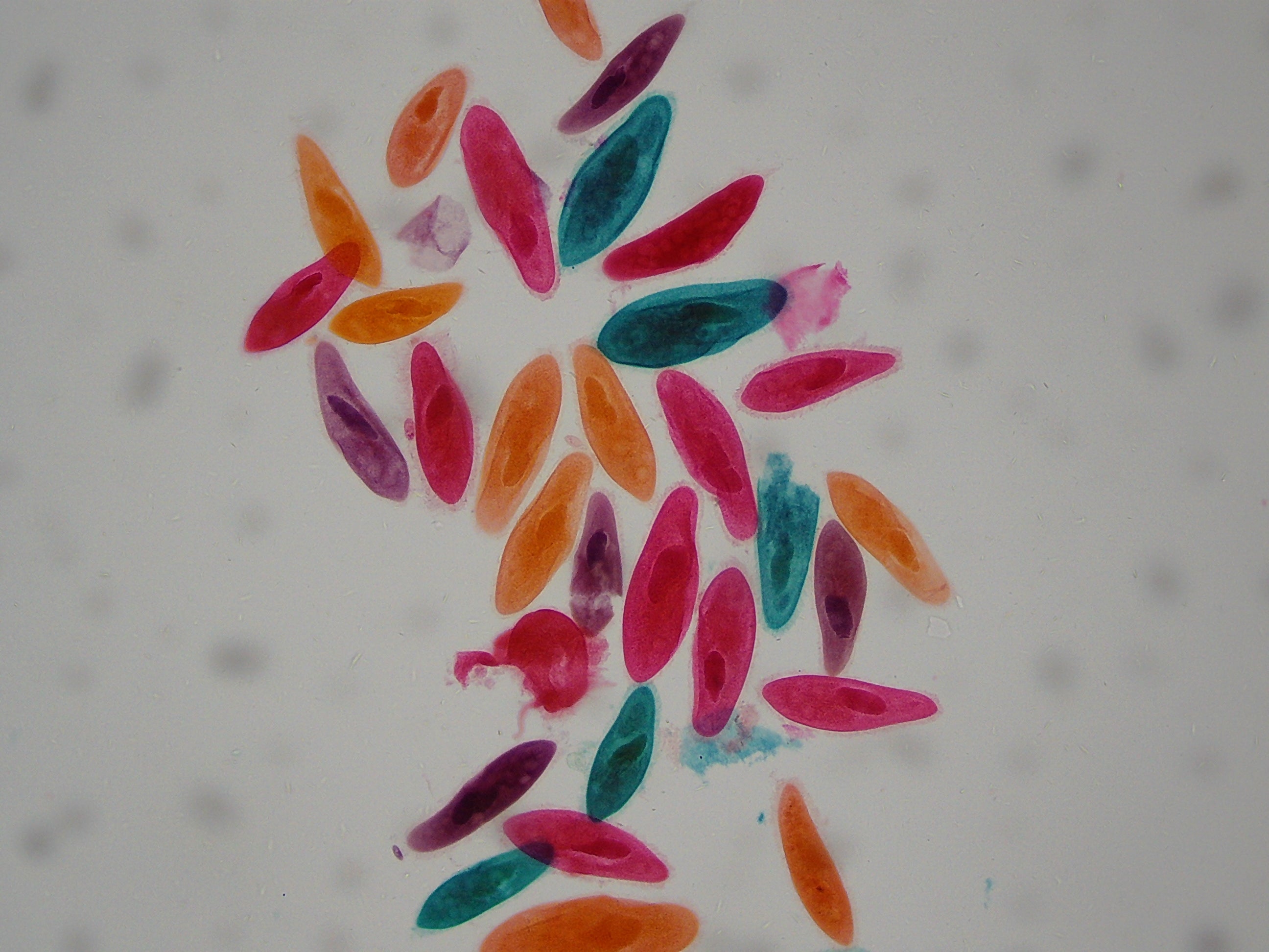 National Geographic 40X-1600X Microscopio LCD