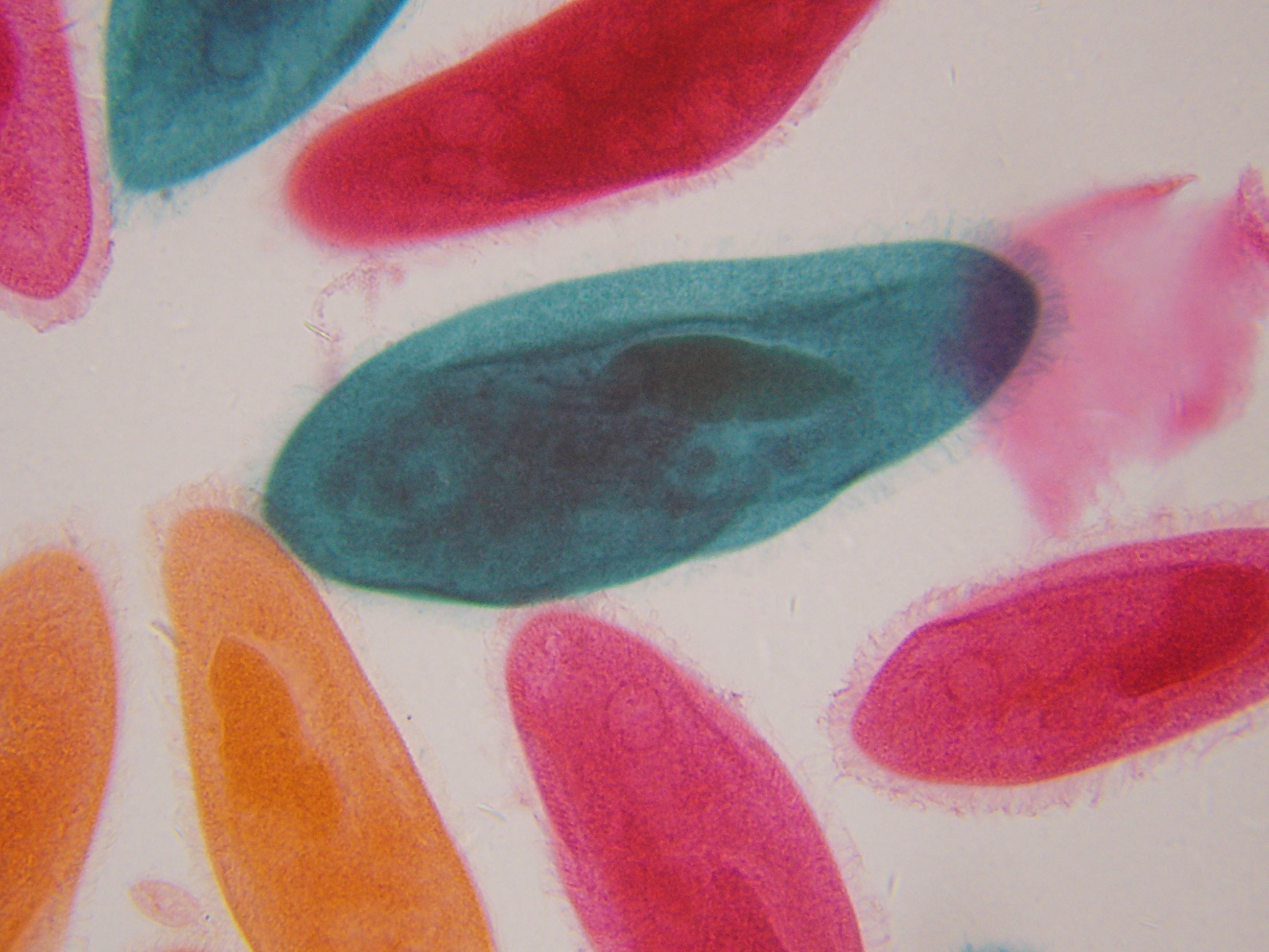 National Geographic 40X-1600X Microscopio LCD