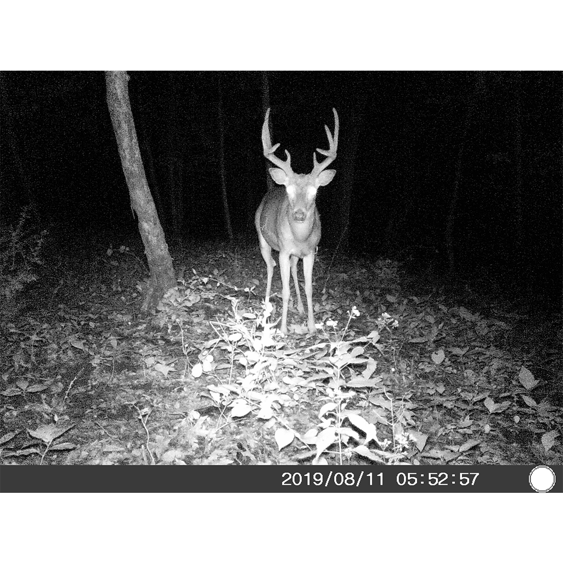 5 Megapixel Trail Camera (Time and Date Stamp) + 4GB Memory Card